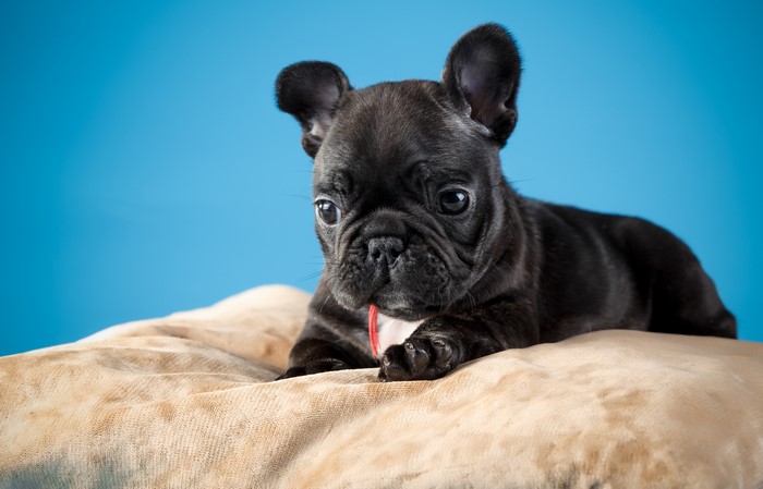 Black French Bulldog puppy on a pillow