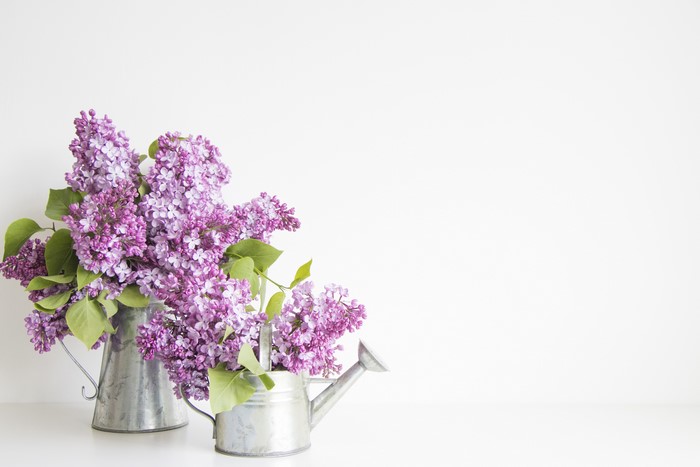 Lilac in a jug container on a white background
