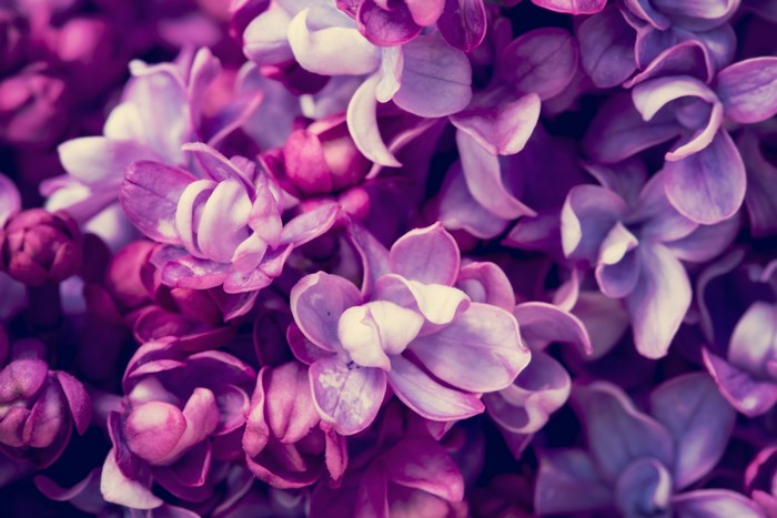 Macro closeup of purple and white lilacs