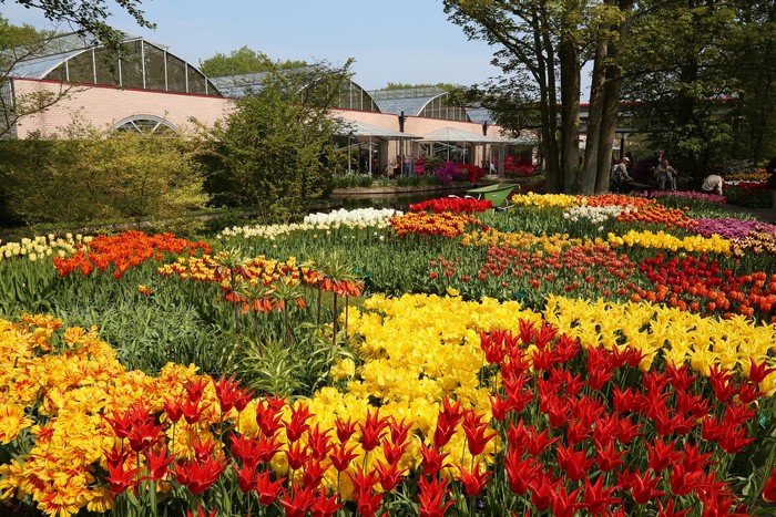 Keukenhof Gardens with Tulips and Fritillaria in the Netherlands