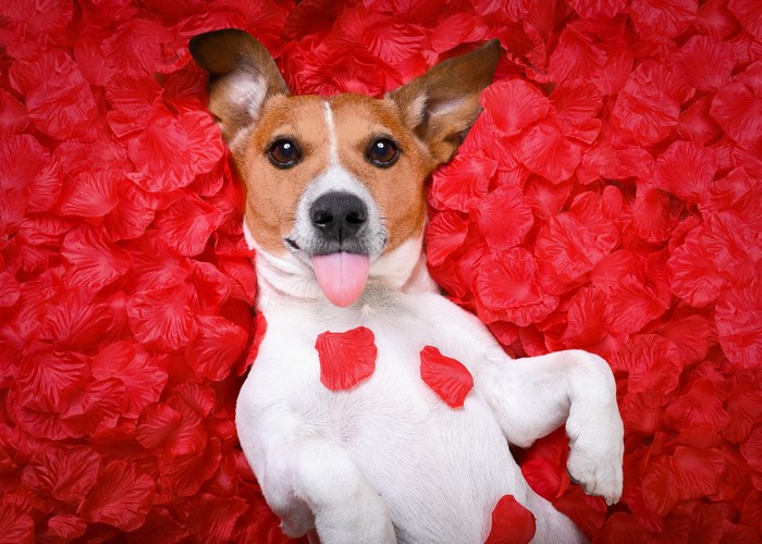 Jack Russell Terrier Dog with Tongue Out Among Red Petals
