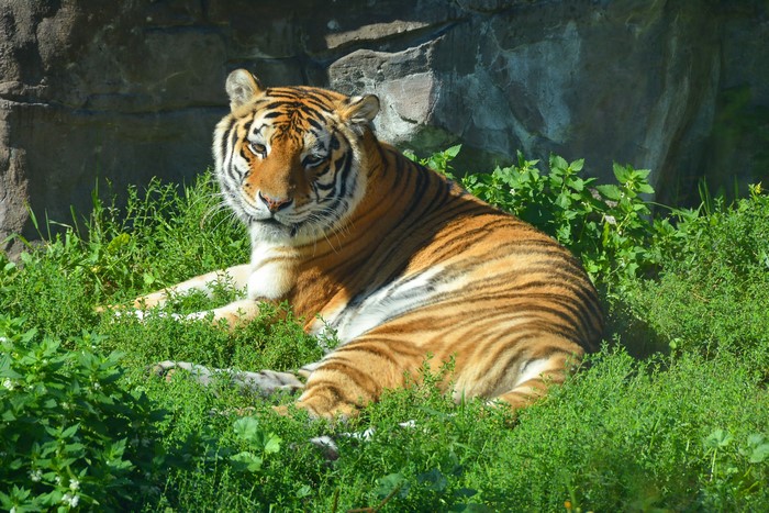 Tiger resting in grass near rocks