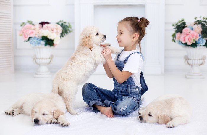 Girl Playing with Golden Retriever Puppies
