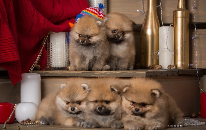 Five Pomeranian puppies with Christmas decorations