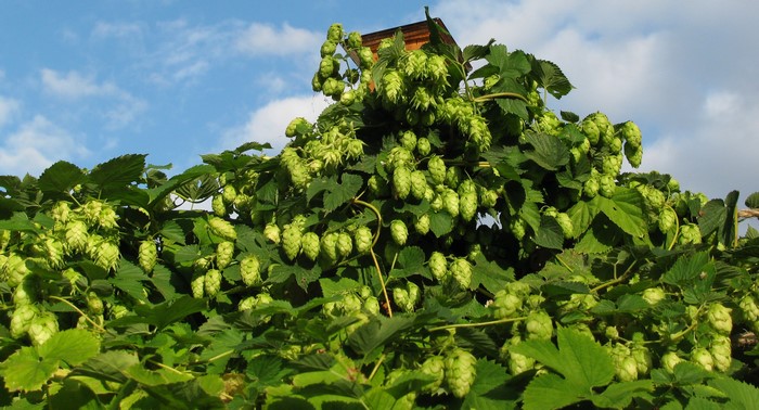Hops plant with cones and green foliage