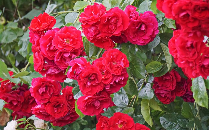 Red roses in bloom on a bush