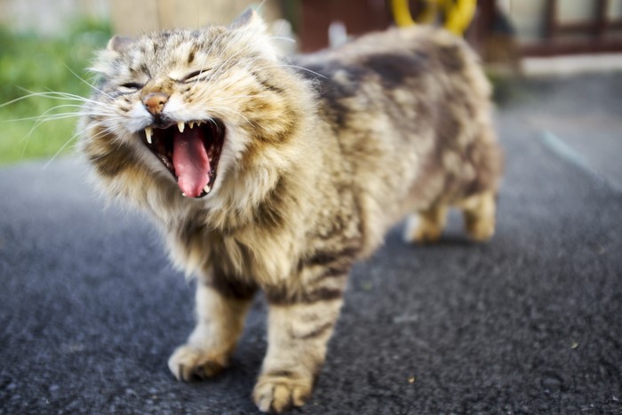 A fluffy cat yawns widely