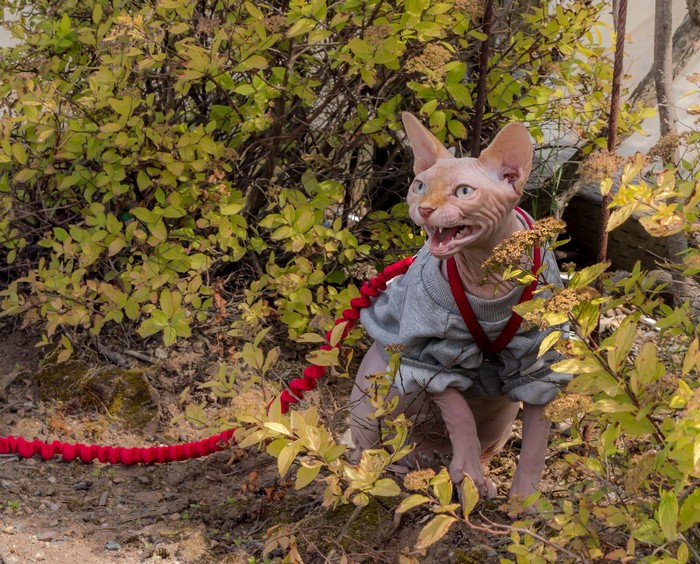 Sphynx cat wearing a sweater and leash outdoors