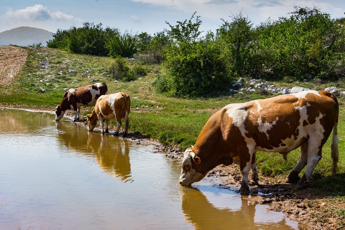 Three cows drinking water from a pond in a field