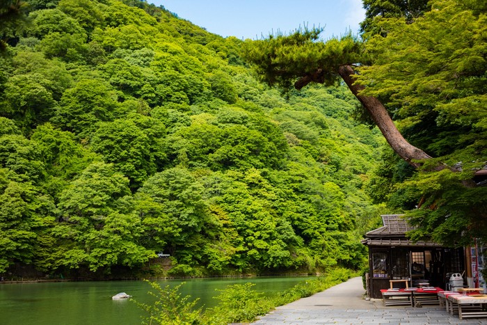 River and Forest in Sagano, Kyoto, Japan