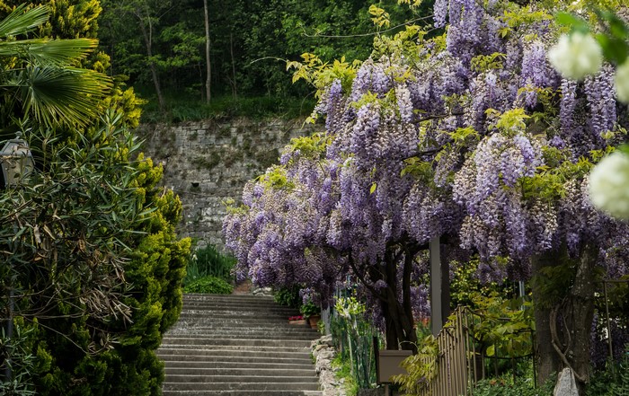Wisteria flowers cascading down a stone staircase