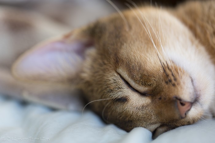 Close-up of a sleeping cat's face