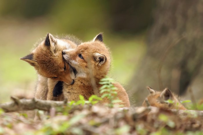 Two cute fox cubs cuddling
