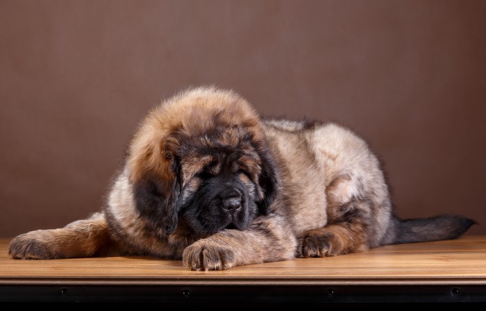 Tibetan Mastiff puppy sleeping on a wooden surface