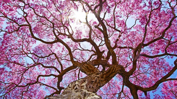 Blooming Pink Tree Branches Against Blue Sky