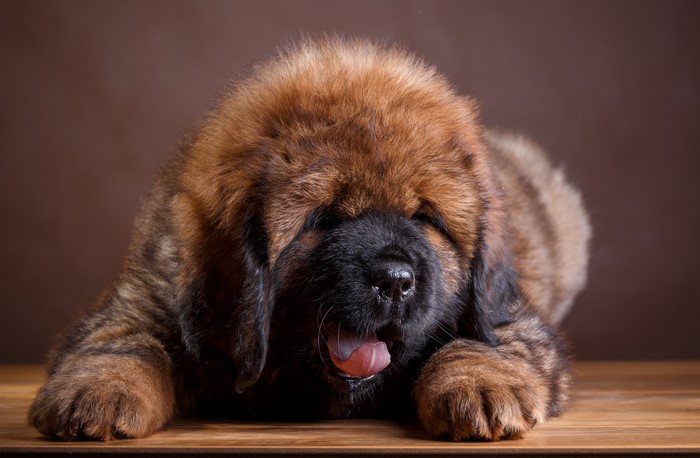 Tibetan Mastiff puppy yawning on a wooden surface