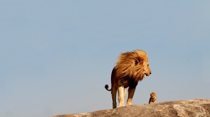 Lion and cub on a rock