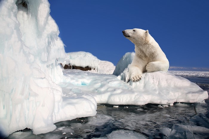 Polar bear on ice floe