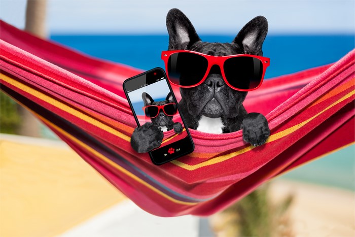 French Bulldog in Hammock Taking Selfie