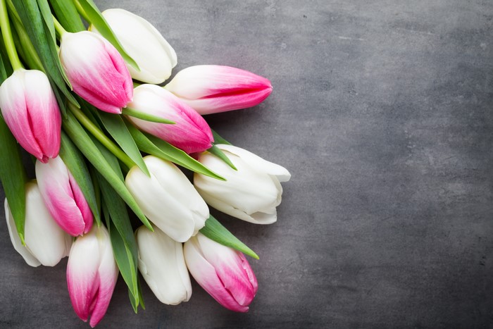 Pink and white tulips on a gray background