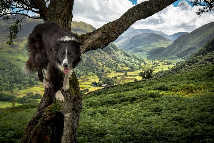 Border Collie dog on a tree trunk in a valley