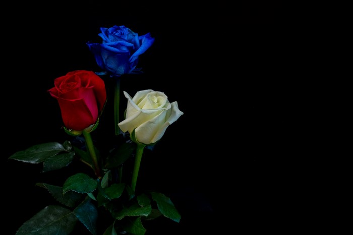 Three Roses: Red, White, and Blue on Black Background