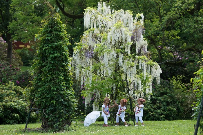 Three dolls under a blooming wisteria tree in Grugapark Essen
