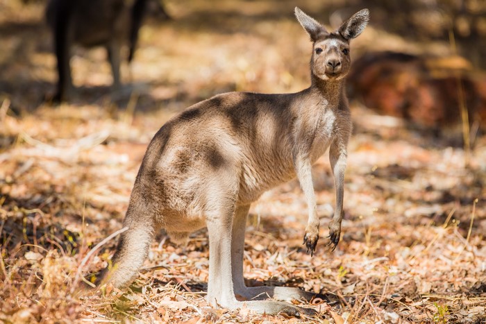 Kangaroo in a sunlit forest