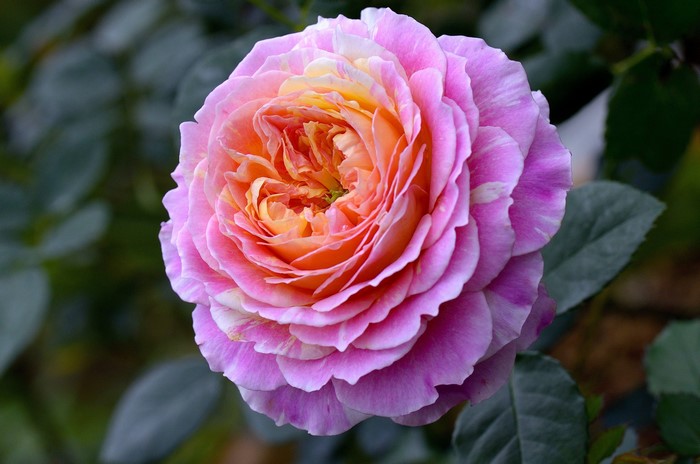 Close-up of a pink and orange rose