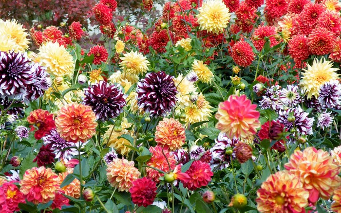 A vibrant garden filled with many colorful dahlias