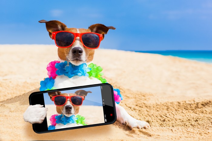 Jack Russell terrier taking a selfie on the beach