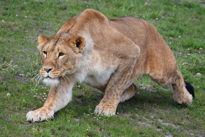 Lioness crouching on grassy field