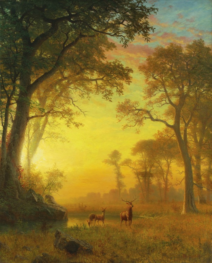 Deer in a sunlit forest clearing