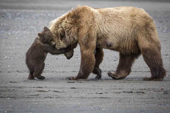 Brown bear cub hugging its mother on a sandy shore