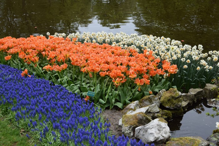 Keukenhof Garden with Colorful Tulips and Daffodils