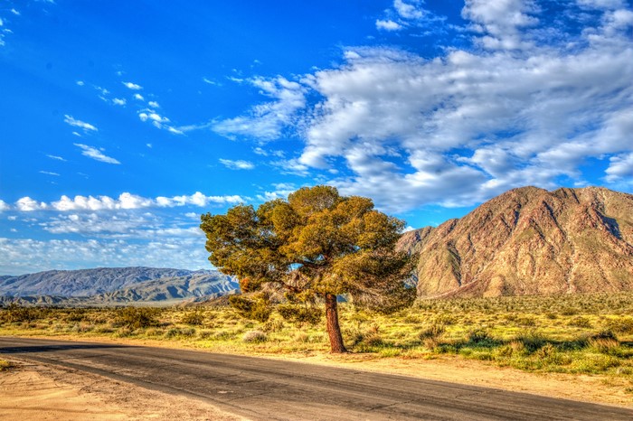 Tree on a road in Anza-Borrego State Park, California