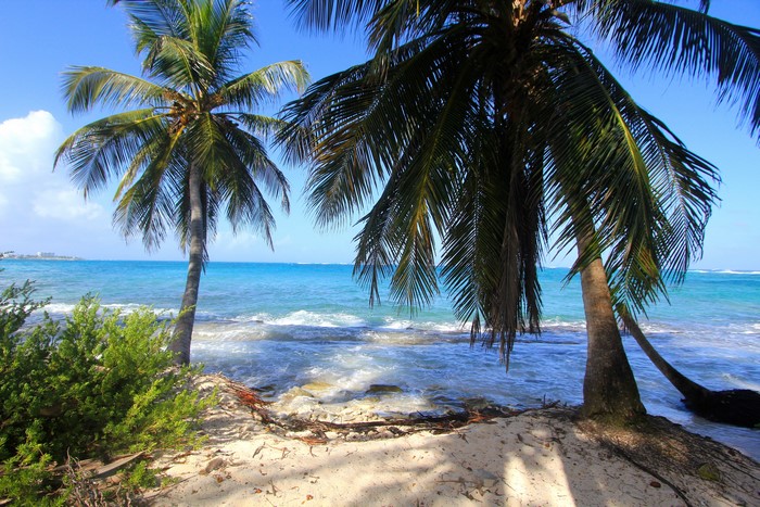 4K Colombia Tropics Coast Palms Beach