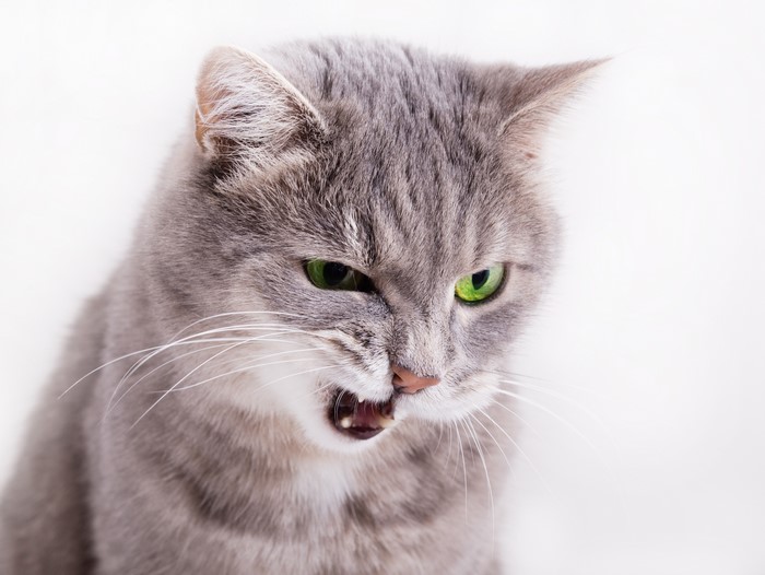 Angry grey cat with green eyes