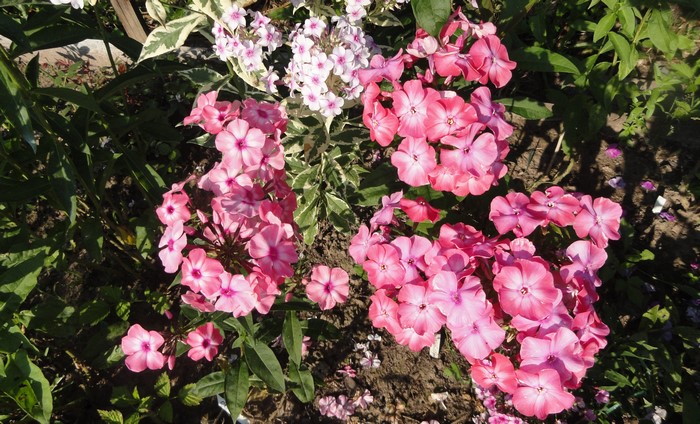Pink and white phlox flowers in a garden