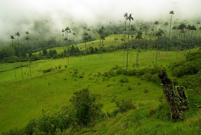 Wax Palms in Foggy Colombian Grasslands