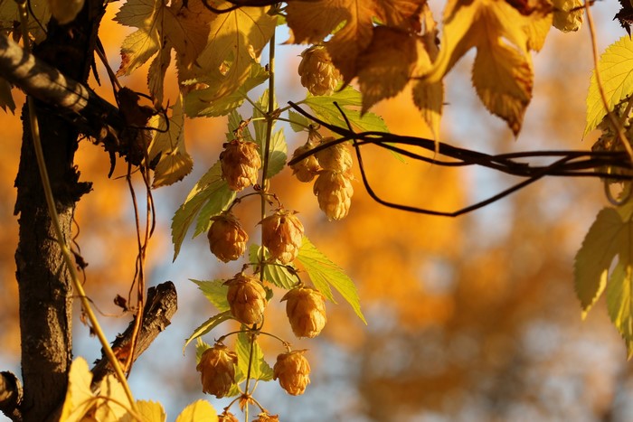 Golden Hops on a Vine in Autumn