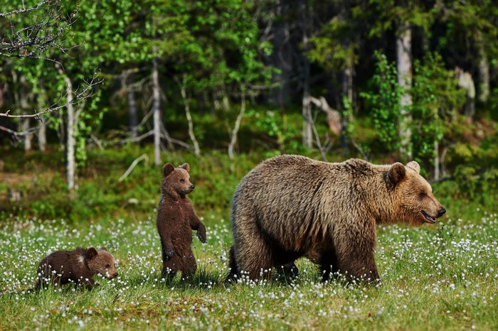 Brown Bears and Cubs in a Field