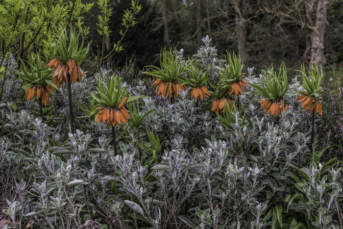 Fritillaria imperialis flowers in a garden