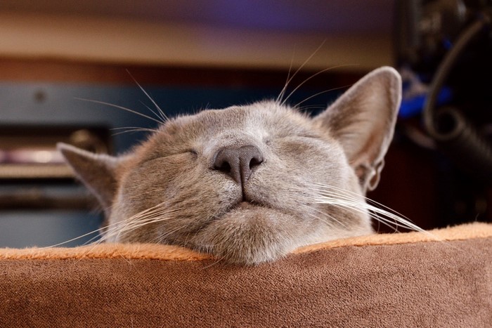 Gray cat sleeping in a brown bed