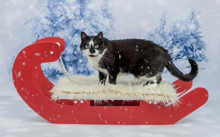 Black and white cat on a red sled