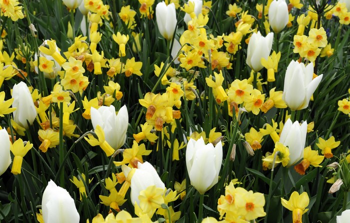 White Tulips and Yellow Daffodils in a Garden