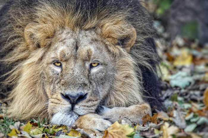 Lion lying down in autumn leaves