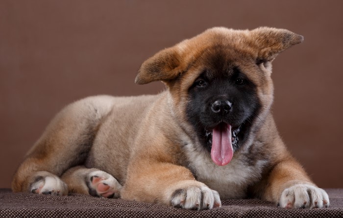 American Akita Puppy with Tongue Out