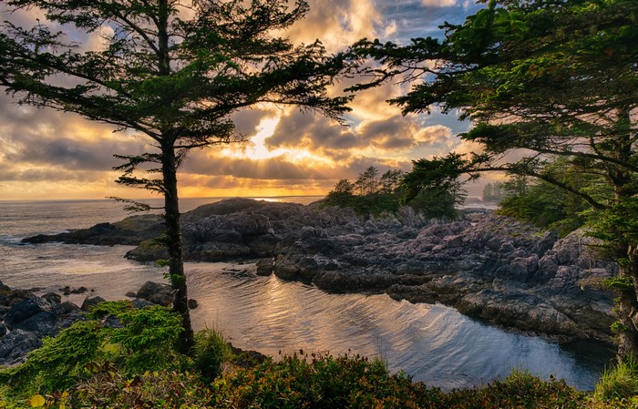 Rocky Coastline with Trees and Sunset in Ucluelet, British Columbia