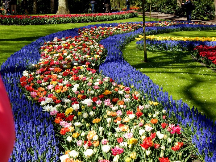 Keukenhof Gardens with Tulips and Hyacinths in the Netherlands
